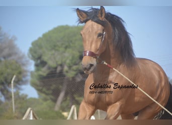 Andaluces, Caballo castrado, 6 años, 167 cm, Bayo