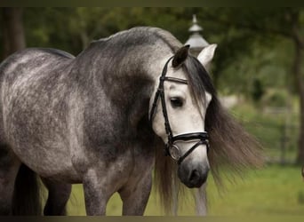 Andaluces, Caballo castrado, 6 años, 167 cm, Tordo