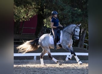Andaluces, Caballo castrado, 6 años, 167 cm, Tordo