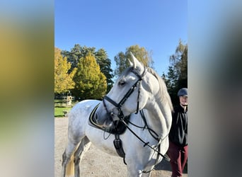 Andaluces, Caballo castrado, 6 años, 167 cm, Tordo rodado