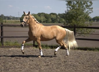 Andaluces, Caballo castrado, 6 años, 168 cm, Palomino
