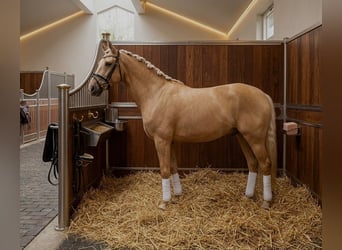 Andaluces, Caballo castrado, 6 años, 168 cm, Palomino