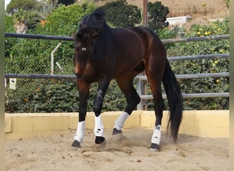 Andaluces, Caballo castrado, 6 años, 171 cm, Castaño