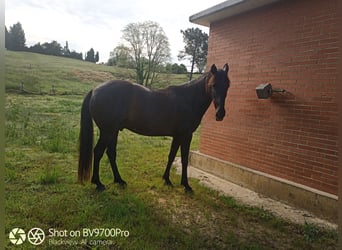 Andaluces, Caballo castrado, 6 años, Negro