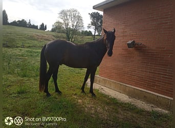 Andaluces, Caballo castrado, 6 años, Negro