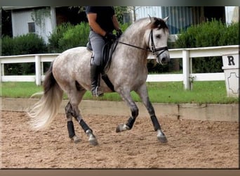 Andaluces, Caballo castrado, 6 años, Tordo