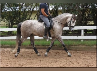 Andaluces, Caballo castrado, 6 años, Tordo