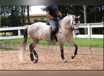 Andaluces, Caballo castrado, 6 años, Tordo