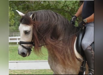 Andaluces, Caballo castrado, 6 años, Tordo