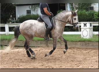 Andaluces, Caballo castrado, 6 años, Tordo