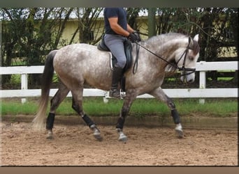 Andaluces, Caballo castrado, 6 años, Tordo