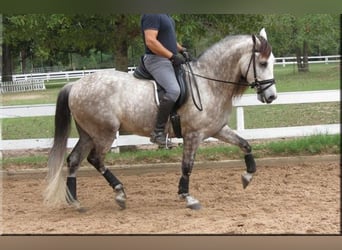 Andaluces, Caballo castrado, 6 años, Tordo