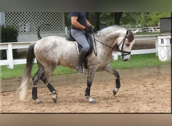 Andaluces, Caballo castrado, 6 años, Tordo