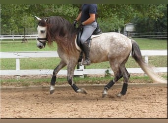 Andaluces, Caballo castrado, 6 años, Tordo