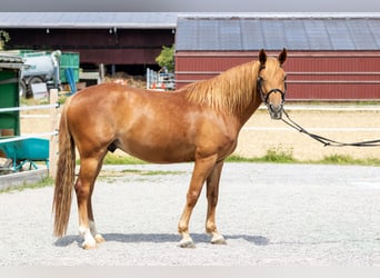 Andaluces, Caballo castrado, 7 años, 145 cm, Alazán