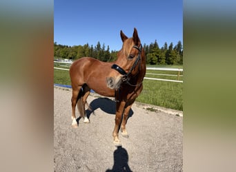 Andaluces, Caballo castrado, 7 años, 145 cm, Alazán