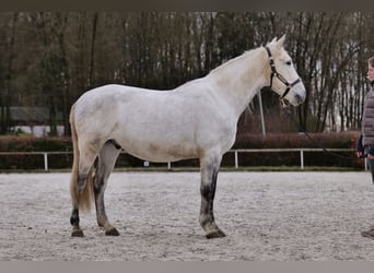 Andaluces, Caballo castrado, 7 años, 150 cm, Tordo