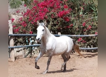 Andaluces, Caballo castrado, 7 años, 150 cm, Tordo rodado