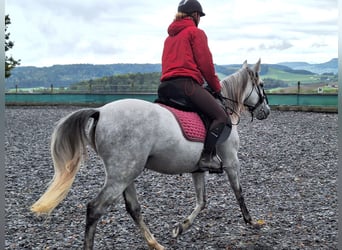 Andaluces, Caballo castrado, 7 años, 150 cm, Tordo rodado