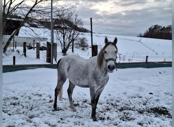 Andaluces, Caballo castrado, 7 años, 150 cm, Tordo rodado