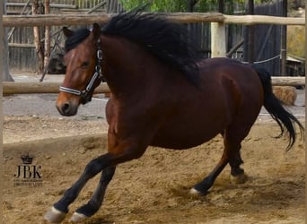 Andaluces, Caballo castrado, 7 años, 152 cm, Castaño