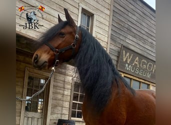 Andaluces, Caballo castrado, 7 años, 152 cm, Castaño