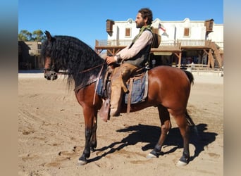 Andaluces, Caballo castrado, 7 años, 152 cm, Castaño