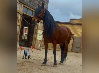 Andaluces, Caballo castrado, 7 años, 152 cm, Castaño