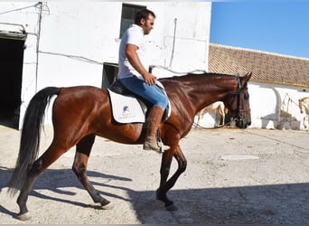 Andaluces, Caballo castrado, 7 años, 155 cm, Castaño