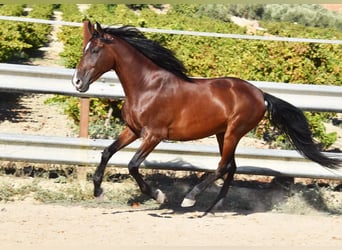 Andaluces, Caballo castrado, 7 años, 155 cm, Castaño