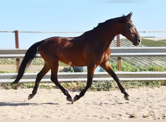 Andaluces, Caballo castrado, 7 años, 155 cm, Castaño