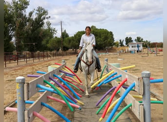 Andaluces, Caballo castrado, 7 años, 155 cm, Tordo