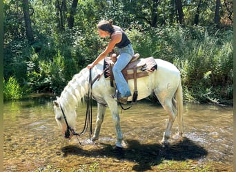 Andaluces, Caballo castrado, 7 años, 155 cm, Tordo