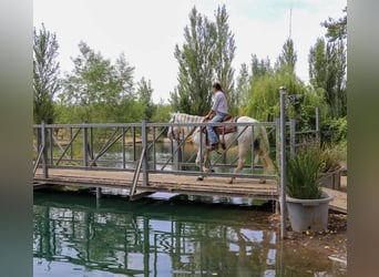 Andaluces, Caballo castrado, 7 años, 155 cm, Tordo