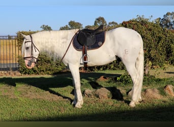 Andaluces, Caballo castrado, 7 años, 155 cm, Tordo