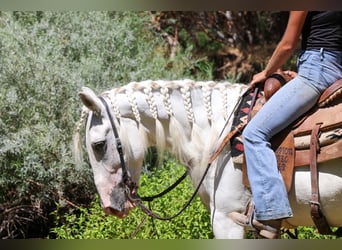 Andaluces, Caballo castrado, 7 años, 155 cm, Tordo