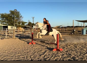 Andaluces, Caballo castrado, 7 años, 155 cm, Tordo