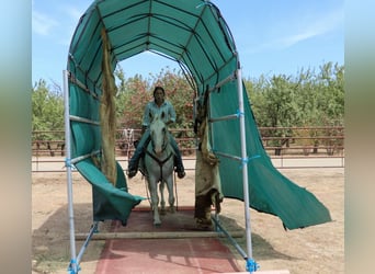 Andaluces, Caballo castrado, 7 años, 155 cm, Tordo