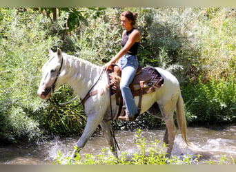 Andaluces, Caballo castrado, 7 años, 155 cm, Tordo