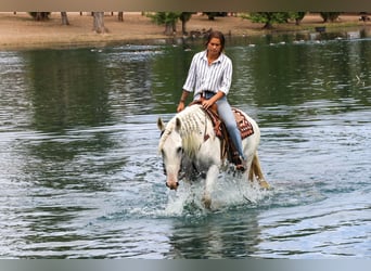 Andaluces, Caballo castrado, 7 años, 155 cm, Tordo