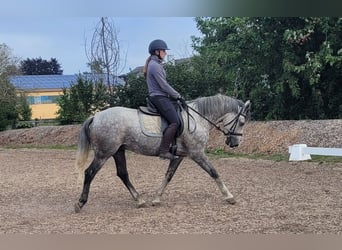 Andaluces Mestizo, Caballo castrado, 7 años, 155 cm, Tordo picazo