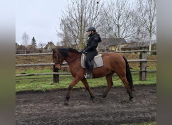 Andaluces Mestizo, Caballo castrado, 7 años, 157 cm, Castaño