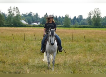 Andaluces, Caballo castrado, 7 años, 157 cm, Tordo