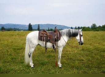 Andaluces, Caballo castrado, 7 años, 157 cm, Tordo