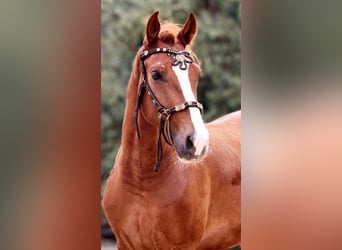 Andaluces Mestizo, Caballo castrado, 7 años, 158 cm, Alazán