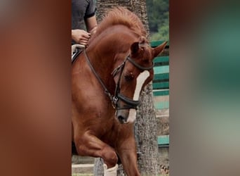Andaluces Mestizo, Caballo castrado, 7 años, 158 cm, Alazán