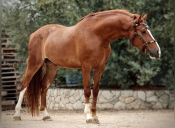 Andaluces Mestizo, Caballo castrado, 7 años, 158 cm, Alazán