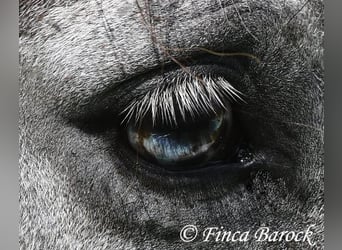 Andaluces, Caballo castrado, 7 años, 158 cm, Tordo