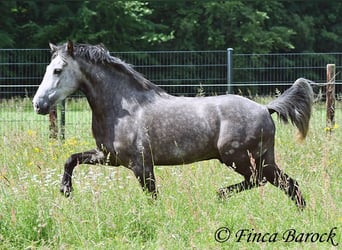 Andaluces, Caballo castrado, 7 años, 158 cm, Tordo