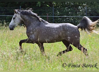 Andaluces, Caballo castrado, 7 años, 158 cm, Tordo